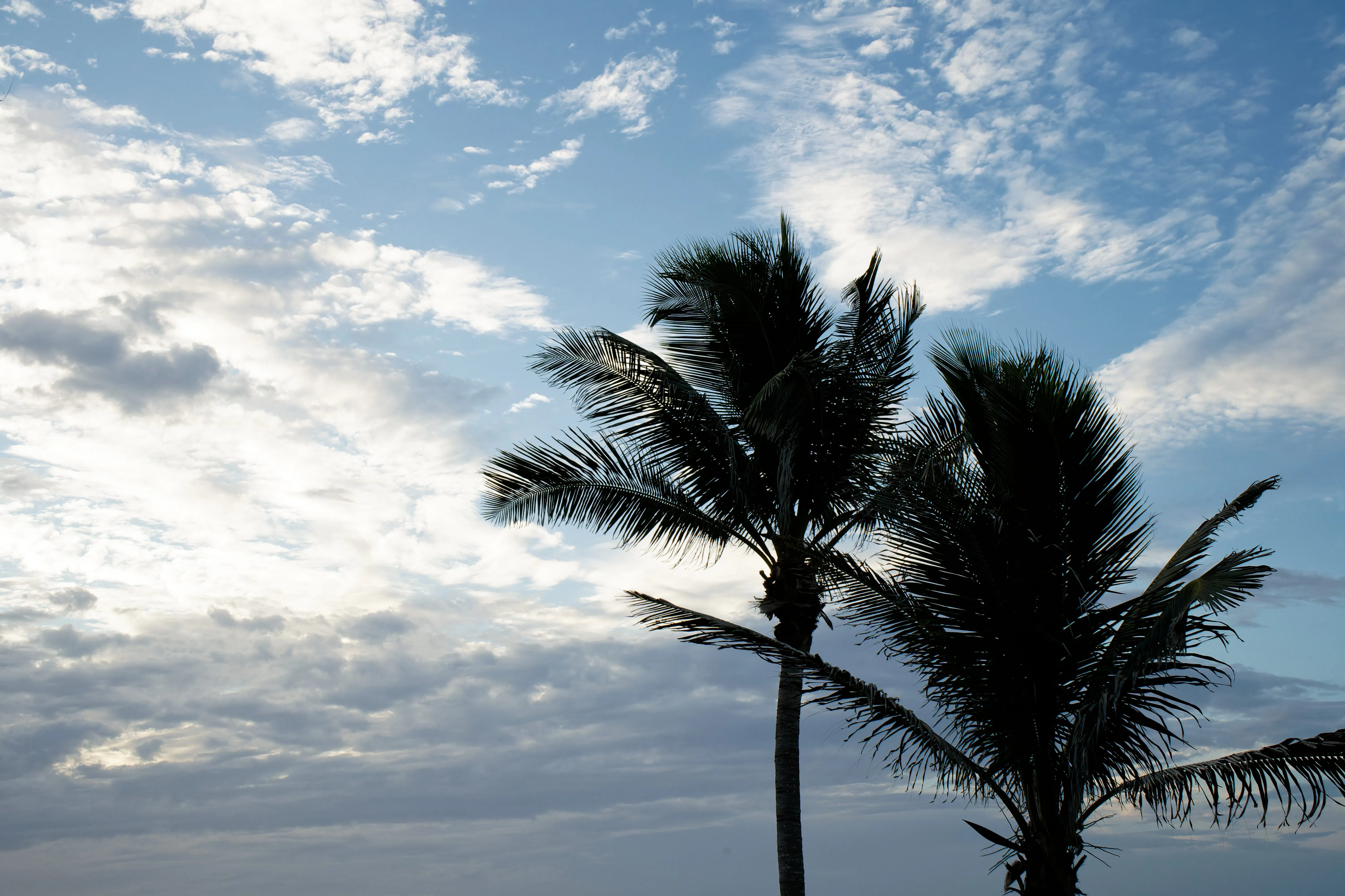 Category: Nature - ID: DSC00799_DxO.jpg
