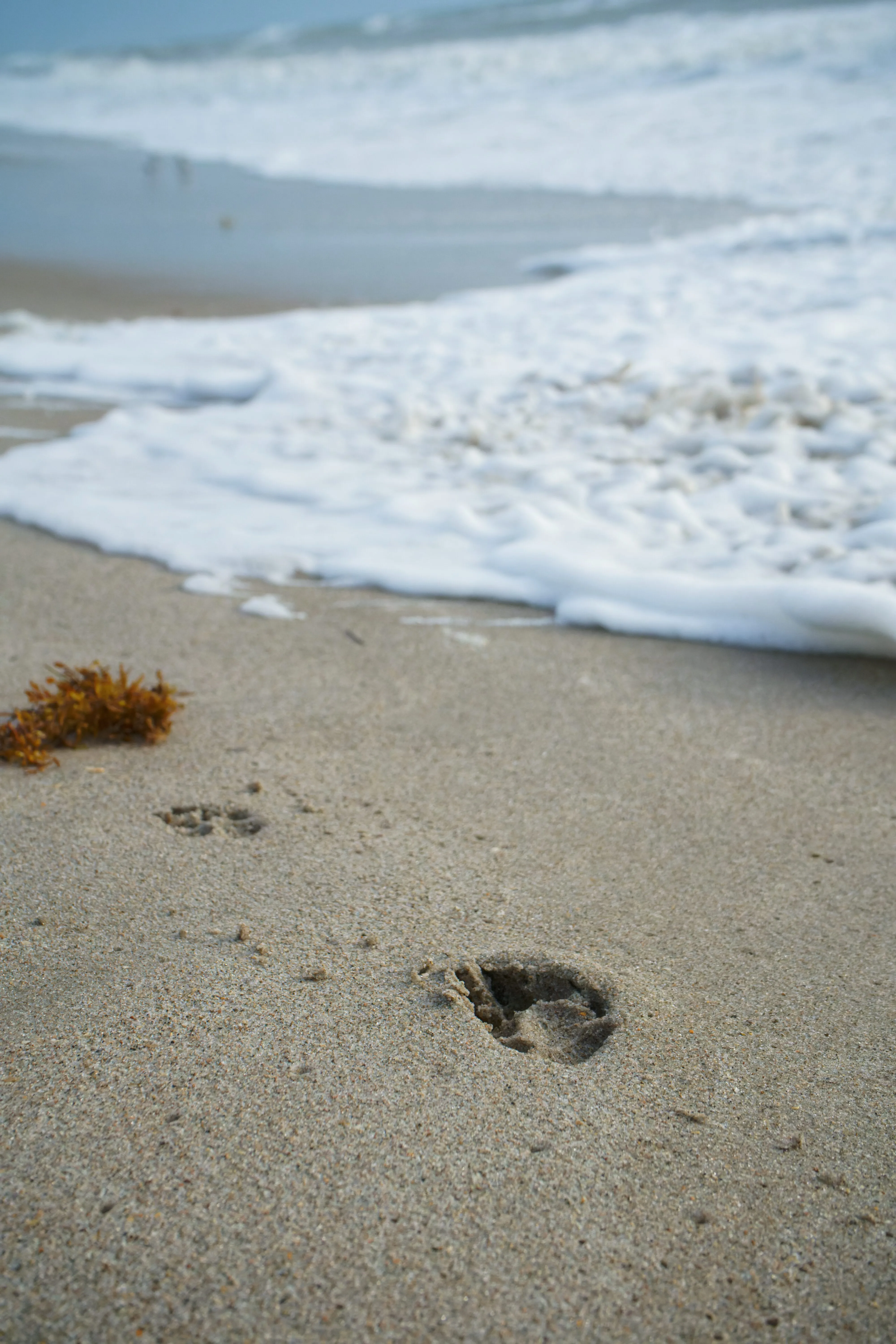 Category: Nature - ID: DSC01410_DxO.jpg